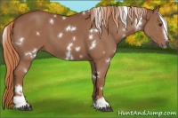 Horse Color:White Spotted Chestnut Sabino 