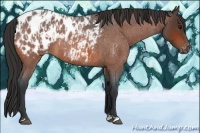 Horse Color:Bay Roan Appaloosa  and Bay Roan Appaloosa 