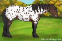 Horse Color:Brown Appaloosa 
