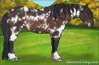 Horse Color:White Spotted Brown Rabicano 