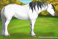 Horse Color:White Spotted Black Splash 