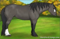 Horse Color:Black 
