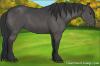 Horse Color:Black 