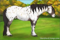 Horse Color:Buckskin Onyx Appaloosa 