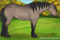 Horse Color:Brown Dun 