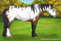 Horse Color:Bay Frame Appaloosa 