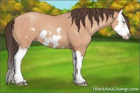 Horse Color:Amber Champagne Splash Frame