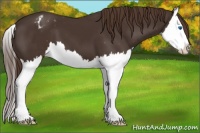 Horse Color:Liver Chestnut Sabino Splash Appaloosa 