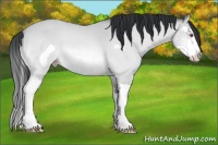 Horse Color:Amber Champagne Chinchilla Splash Frame 