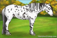 Horse Color:White Spotted Smoky Black Appaloosa 