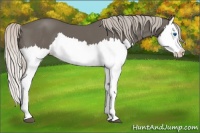 Horse Color:Silver Black Splash 