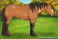 Horse Color:White Spotted Buckskin 
