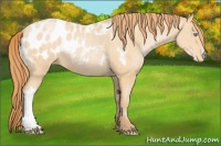 Horse Color:Buckskin Pearl Blanket