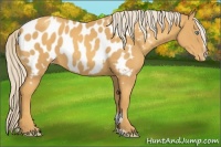 Horse Color:Gold Cream Champagne Sabino Blanket Rabicano 