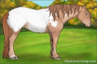 Horse Color:Gold Champagne Sabino Appaloosa Rabicano