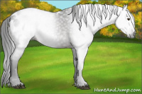 Horse Color:Gray Brown Appaloosa