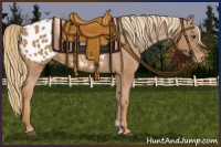 Horse Color:Chestnut Appaloosa 
