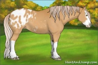 Horse Color:Palomino Sabino Splash Appaloosa 