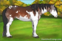 Horse Color:White Spotted Bay Splash 