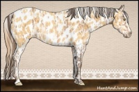Horse Color:Amber Champagne Appaloosa Rabicano  and Amber Cream Champagne Appaloosa Rabicano 
