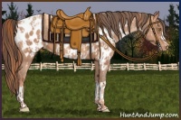 Horse Color:Gold Champagne Appaloosa  and Amber Champagne Appaloosa 