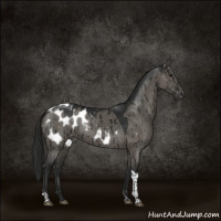 Horse Color:Gray Grullo Tobiano Blanket Brindle 