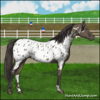 Horse Color:Smoky Grullo Appaloosa Rabicano 