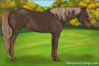 Horse Color:Liver Chestnut 