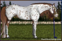 Horse Color:Chestnut Splash Appaloosa 