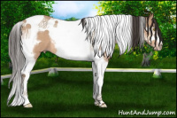 Horse Color:Amber Champagne Splash Tobiano Frame Rabicano 