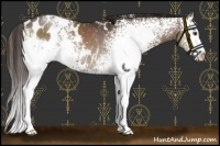 Horse Color:White Spotted Liver Chestnut Blanket Rabicano 