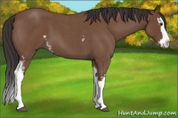 Horse Color:White Spotted Bay Roan Splash