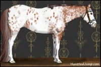 Horse Color:White Spotted Chocolate Bay Sabino Appaloosa 