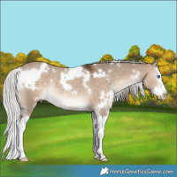 Horse Color:White Spotted Silver Brown Dun Splash Rabicano 