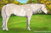 Horse Color:White Spotted Cremello Rabicano