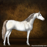 Horse Color:Gray White Spotted Chocolate Palomino Ice Pearl Onyx Mushroom Sabino Splash Brindle