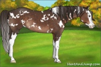 Horse Color:White Spotted Liver Chestnut Splash 