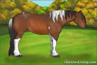 Horse Color:Buckskin Tobiano 