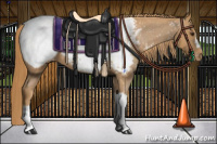 Horse Color:Chestnut Appaloosa 