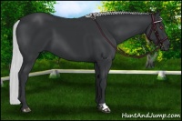 Horse Color:Silver Black Chinchilla
