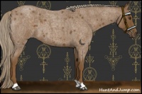 Horse Color:Chocolate Palomino Roan