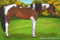 Horse Color:Buckskin Tobiano