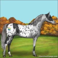 Horse Color:Black  and Black Appaloosa 