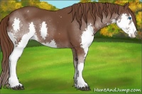 Horse Color:Liver Chestnut Sabino Splash Appaloosa 