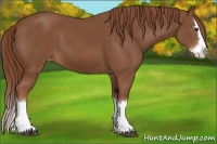 Horse Color:Chestnut Sabino Splash Appaloosa 
