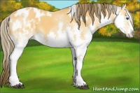 Horse Color:White Spotted Buckskin Splash Appaloosa 