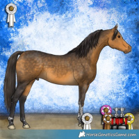 Horse Color:Buckskin Tobiano