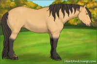 Horse Color:Buckskin 