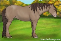 Horse Color:Classic Champagne 