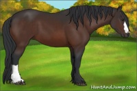 Horse Color:Brown 